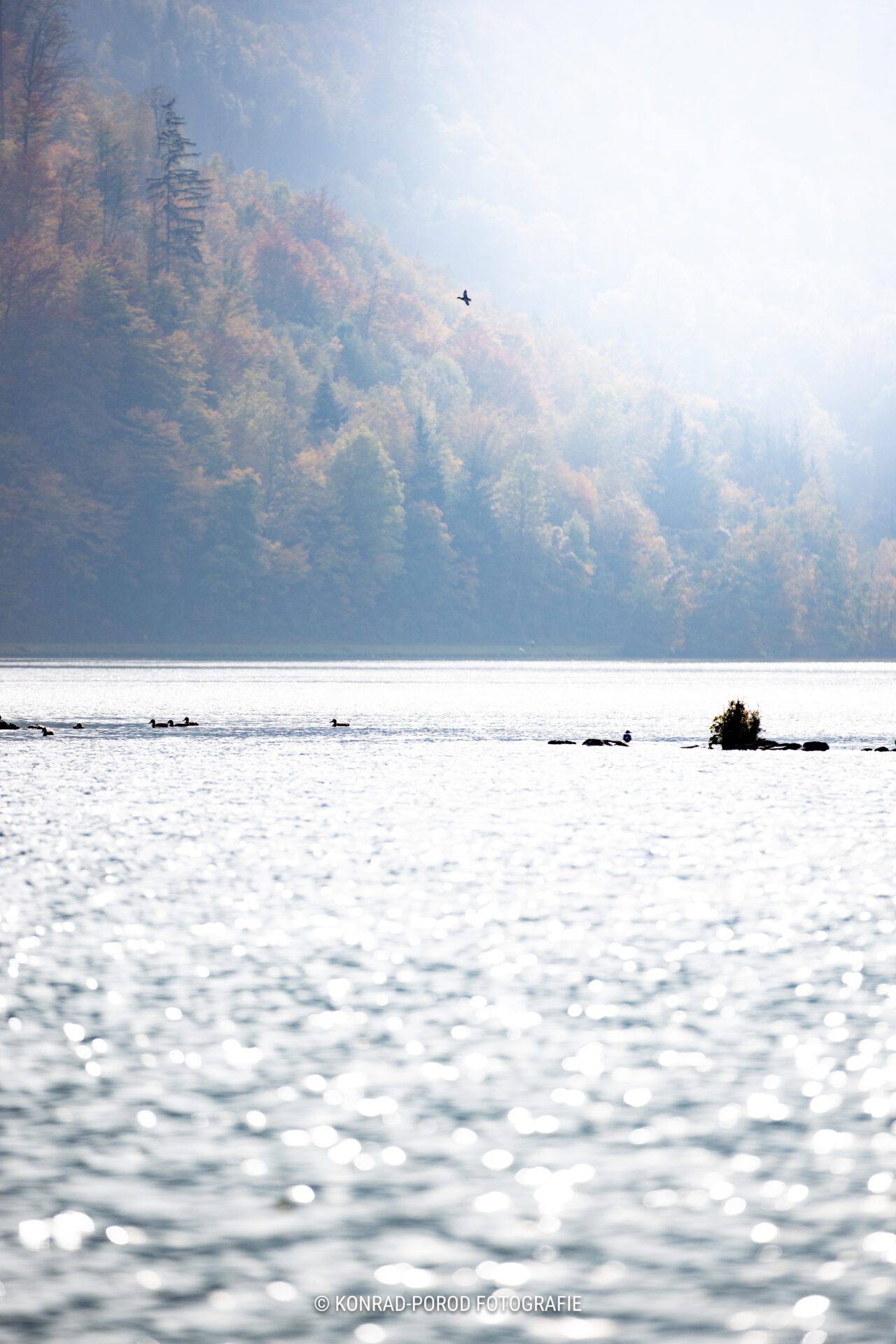 Ente im Nebel über der Donau