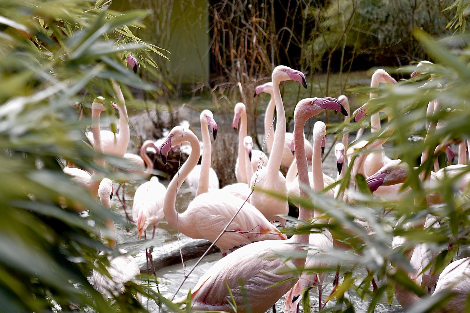 Flamingos